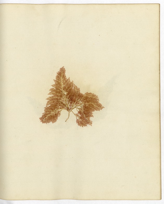 Pressed Algae, Dry Tortugas