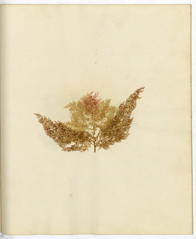 Pressed Algae, Dry Tortugas