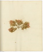 Pressed Algae, Dry Tortugas