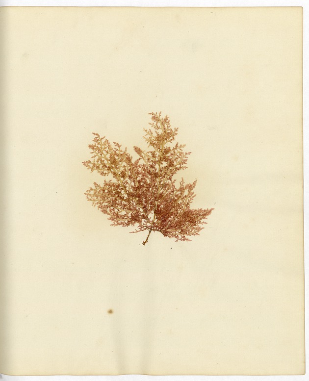Pressed Algae, Dry Tortugas