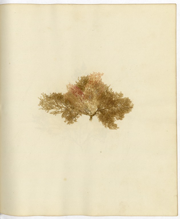 Pressed Algae, Dry Tortugas