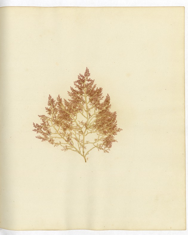 Pressed Algae, Dry Tortugas