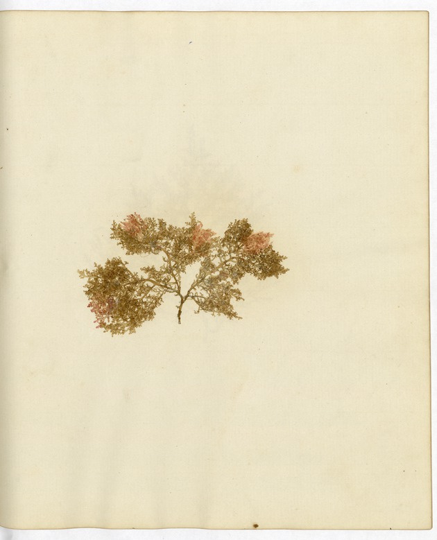 Pressed Algae, Dry Tortugas