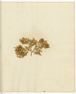 Pressed Algae, Dry Tortugas
