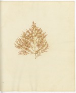 Pressed Algae, Dry Tortugas