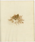Pressed Algae, Dry Tortugas