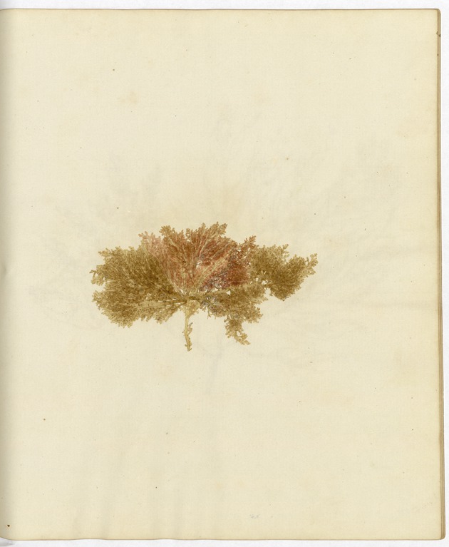 Pressed Algae, Dry Tortugas