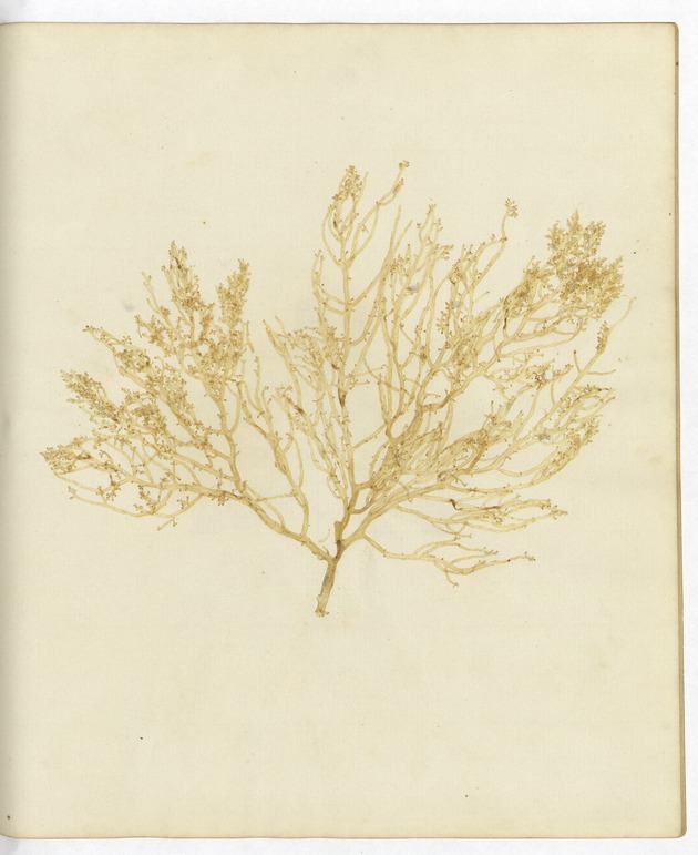Pressed Algae, Dry Tortugas