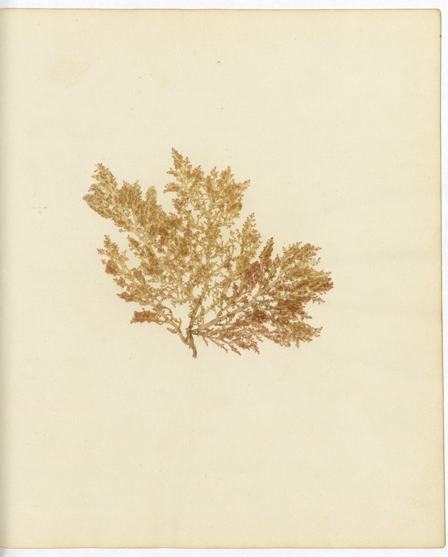 Pressed Algae, Dry Tortugas