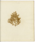 Pressed Algae, Dry Tortugas