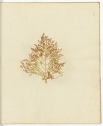 Pressed Algae, Dry Tortugas