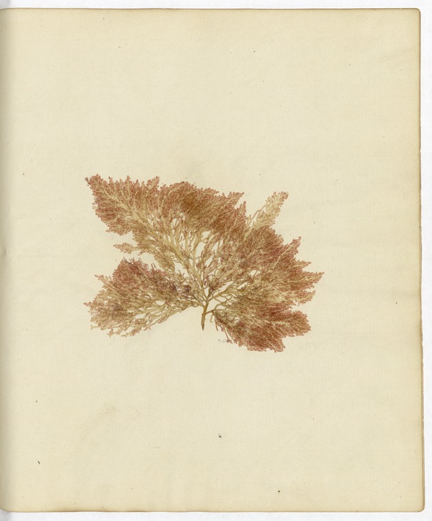 Pressed Algae, Dry Tortugas