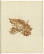 Pressed Algae, Dry Tortugas