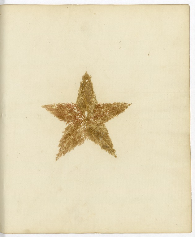 Pressed Algae, Dry Tortugas