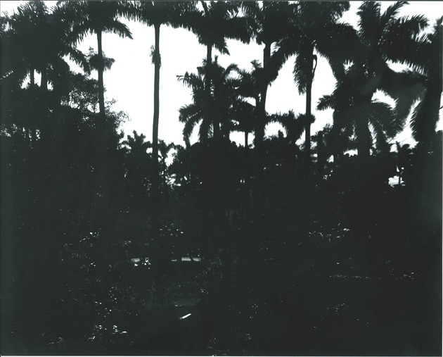 Palm trees