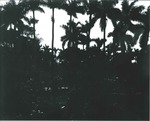 Palm trees