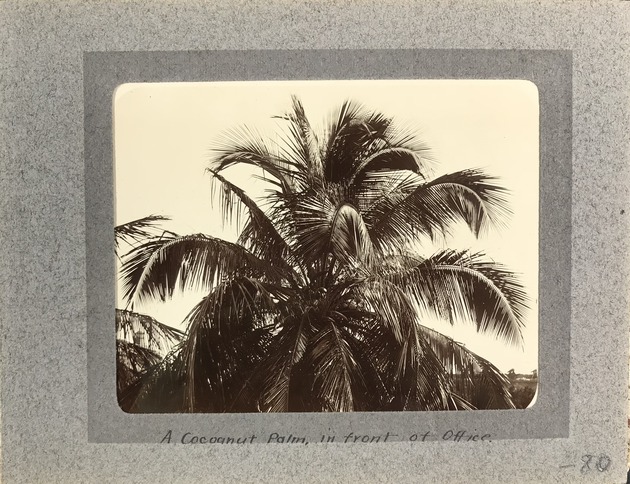 A Coconut Palm