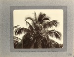 A Coconut Palm