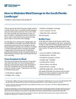 How to minimize wind damage in the South Florida landscape