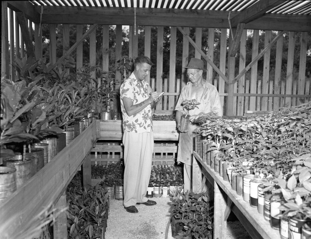 Man and gardener checking plants in greenhouse in North Miami