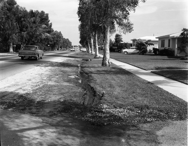 Melaleuca tree lined road south side Breezeswept, Miami Avenue and 135th Street