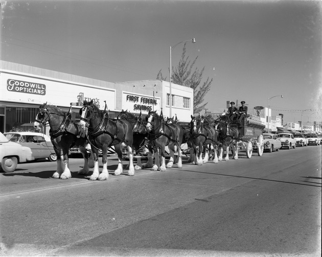 Budweiser Clydesdale eight-horse team on parade along 125th Street