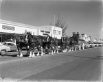 Budweiser Clydesdale eight-horse team on parade along 125th Street