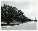 Trees line up along a road median in Keystone Islands .-- Alt. Title: Keystone beautification program