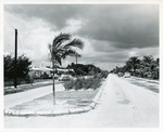 [1961-08-25] Palm and plants in a median strip in a road in Keystone Alt. Title: Keystone beautification program