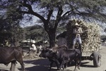 Sugar cane farmer