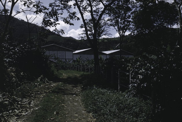 Coffee plants at experimental station