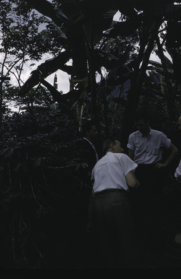 Coffee plants at Finca