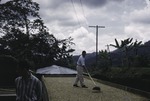 Drying coffee beans at Finca