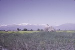 Wheat fields near Los Andes, Chile