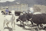 [1978-11] San Franciso El Alto market 32
