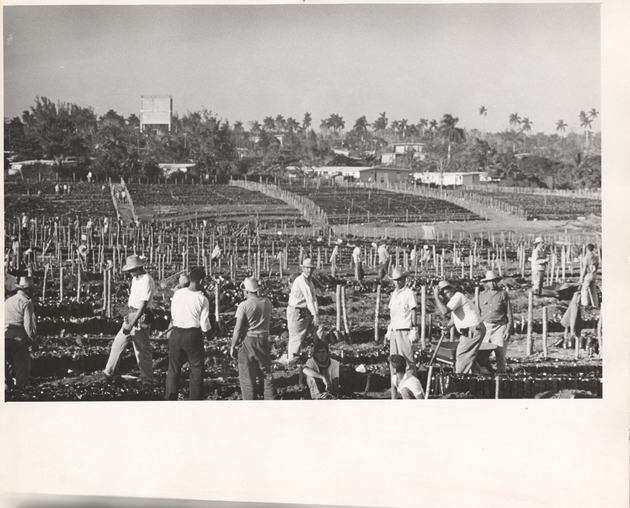 Farming in Cordon de Havana - 