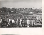 Farming in Cordon de Havana