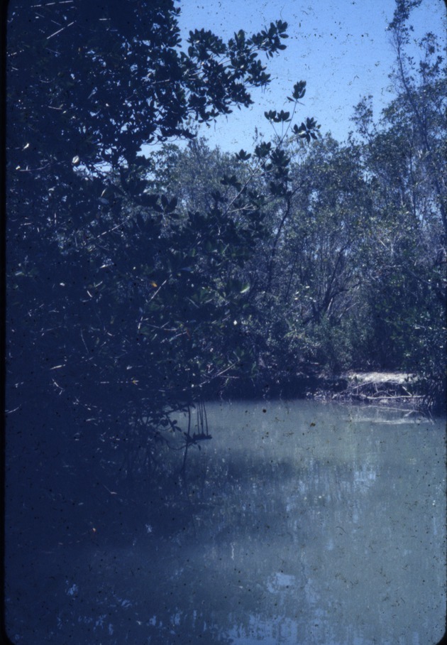 Everglades, Taylor River