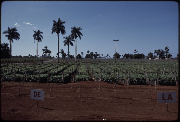 Agricultural field