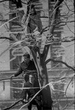 Spectators in a tree, Astronaut John Glenn ticker tape parade