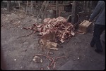 A dog with a pile of bones