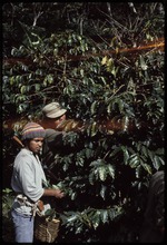 Coffee workers