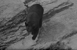 [1959] Bear, Parque Zoologico Habana