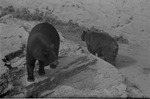 [1959] Bears, Parque Zoologico Habana