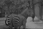 Zebra, Parque Zoologico Habana