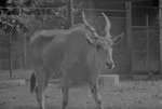 [1959] Eland, Parque Zoologico Habana