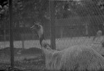 Ostrich, Parque Zoologico Habana
