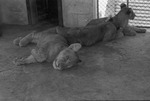 [1959] Lionesses, Zoologico Habana