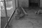 [1959] Lioness, Zoologico Habana
