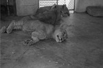 Lionesses, Zoologico Habana